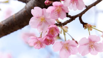 Blossom aus Nordrhein-Westfalen,Deutschland